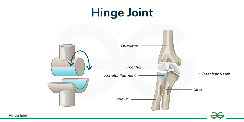 <ul><li><p>elbow</p></li><li><p>ankle</p></li></ul><p></p>