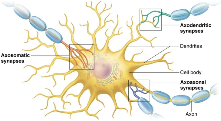 <p><strong><em>Most function as both </em></strong></p><ol><li><p><strong>Presynaptic neuron</strong></p><ul><li><p>Neuron conducting impulses <span style="color: blue"><strong>TOWARD synapse</strong></span> (<mark data-color="blue" style="background-color: blue; color: inherit">sends information</mark>)</p></li></ul></li><li><p><strong>Postsynaptic neuron</strong></p><ul><li><p>Neuron transmitting electrical signal <span style="color: red"><strong>AWAY from synapse </strong></span>(<mark data-color="red" style="background-color: red; color: inherit">receives information</mark>) </p><ul><li><p>In PNS may be a neuron, muscle cell, or gland cell </p></li></ul></li></ul><p></p></li></ol><p></p>
