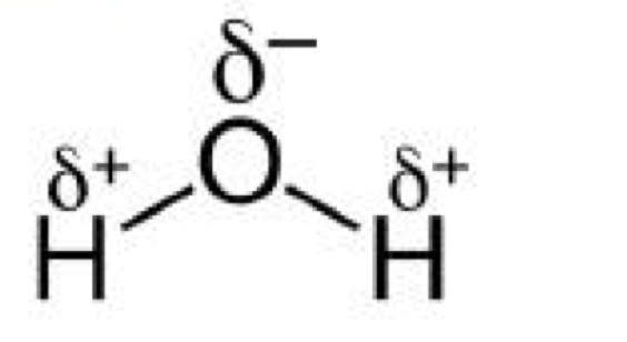 <ul><li><p>The <strong>sharing</strong>&nbsp;of the&nbsp;<strong>electrons</strong>&nbsp;is&nbsp;<strong>uneven&nbsp;</strong>between the oxygen and hydrogen atoms</p><ul><li><p>The oxygen atom attracts the electrons more strongly than the hydrogen atoms, resulting in a&nbsp;<span style="color: rgb(98, 204, 181);"><strong><u>weak negatively charged region</u></strong><u>&nbsp;on the oxygen atom (δ<sup>-</sup>) </u></span>and a<span style="color: rgb(119, 206, 197);"><u>&nbsp;</u><strong><u>weak positively charged region</u></strong><u>&nbsp;on the hydrogen atoms (δ<sup>+</sup>)</u></span></p></li></ul></li><li><p>This separation of charge due to the electrons in the covalent bonds being unevenly shared is called a&nbsp;<strong>dipole</strong></p></li></ul><p></p>