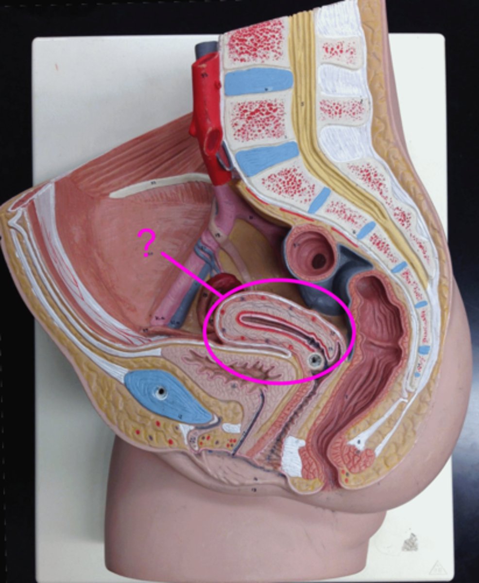 <p>Used to house the developing fetus.</p>