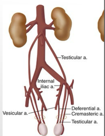 <p><strong>Arteries of Scrotum/Testes</strong></p><p>-External _________ arteries → skin of penis and _________</p><p>-_________ and cremasteric arteries → scrotum/____</p>