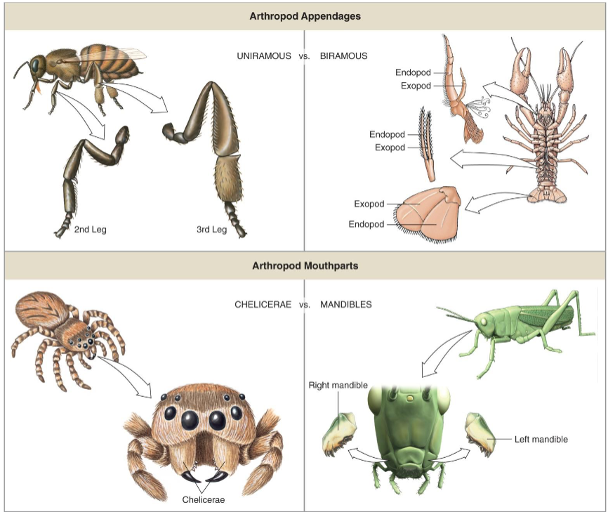 <p>Appendages:</p><ul><li><p>Uniramous</p></li><li><p>Biramous</p></li></ul><p>Mouthparts:</p><ul><li><p>Chelicerae</p></li><li><p>Mandibles</p></li></ul><p></p>