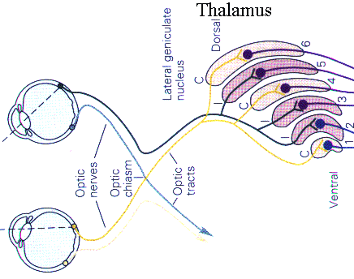 <p>Where the RGC axons reach in the thalamus.</p><p>6 Layers:</p><p>1-2: Magnocellular (big cells) sense motions and dim light (rods)</p><p>3-4: Parvocellular (small cells) sense color and detail resolution (cones)</p><p>Retains center-surround receptive field like RGC</p>