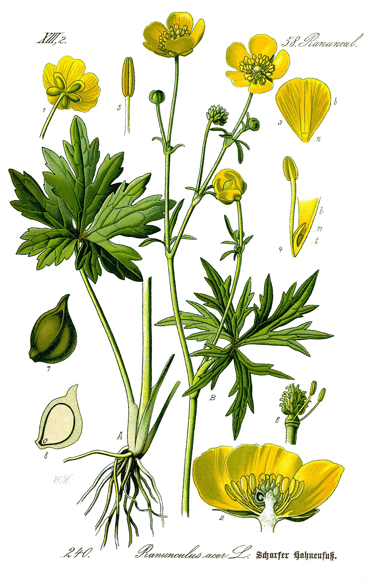 term image