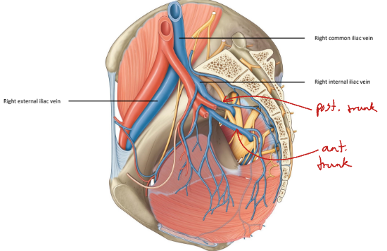 <p>The internal iliac vein, which has an anterior and posterior division. It mirrors the internal iliac artery.</p>