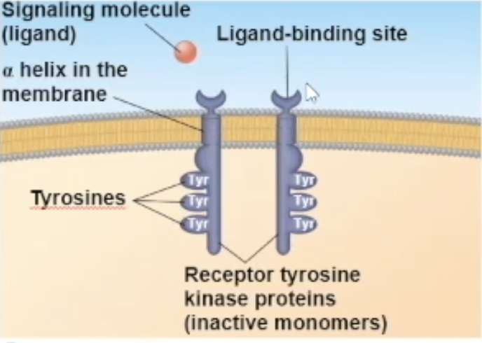 <p>one RTK monomer has</p><ul><li><p>a binding site that the ligand can bind to</p></li><li><p>a side in the cytoplasm that has RTK proteins on them to help with its enzymatic fuction</p></li><li><p>The side in the cytoplasm has tyrosine proteins on them</p></li></ul><p></p>