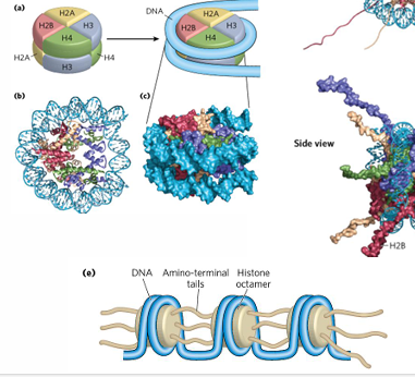 <p>eight histone molecules, 2 copies of <strong>H2A, H2B, H3, H4</strong></p><p>one core per nucleosome</p>