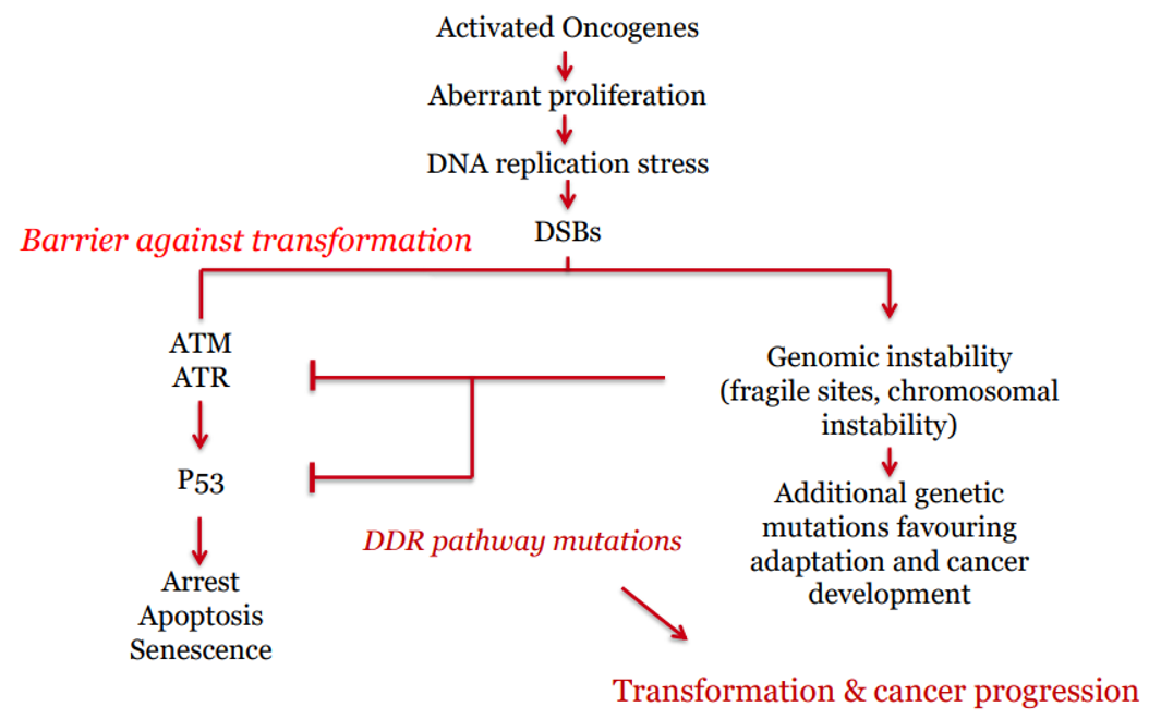 <p>Down-regulation of damage surveillance mechanisms (DDR).</p><p>oncogenes drive excessive proliferation → replicative stress</p><ul><li><p>normally DDR kicks in to kill cell, but cancer cell wants to keep growing</p></li><li><p>therefore disable/ downregulate so cell can continue dividing </p></li></ul><p></p>