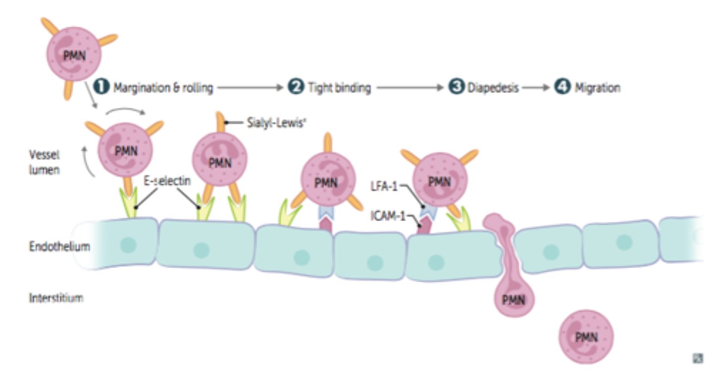 <p>movement of a cell from the blood vessel to the surrounding tissues</p>