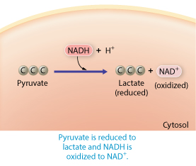 <p><strong>Rank the steps to describe first the anaerobic and then the aerobic pathways pyruvate would take after glycolysis</strong></p><p></p>