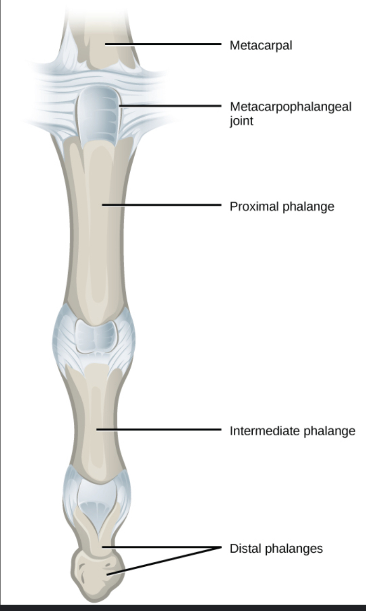 Joints that remain on one plane such as the fingers 
