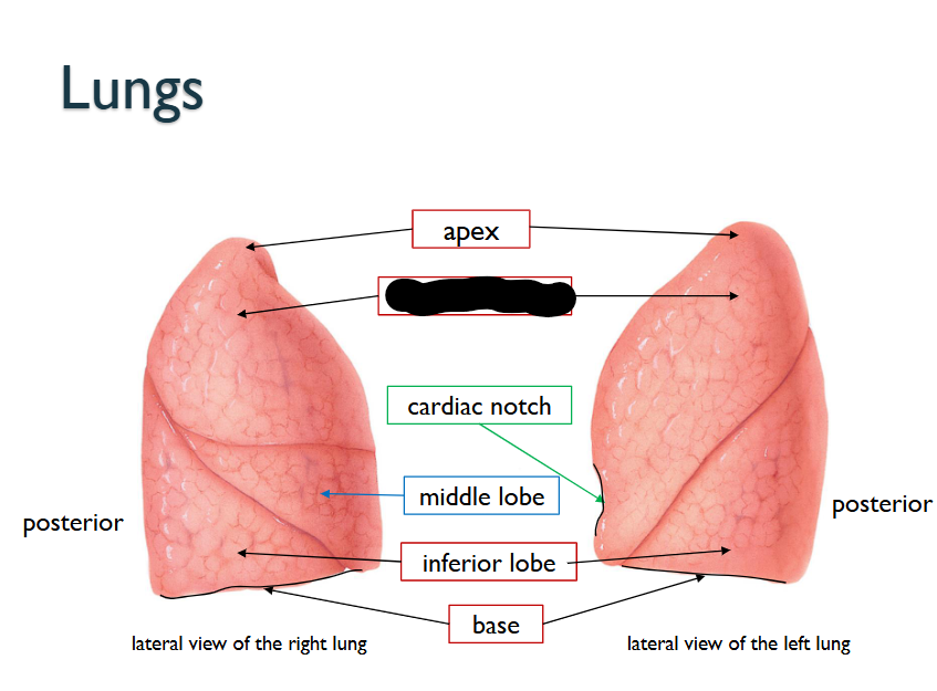 <p>What structure is this within the <strong>Lungs?</strong></p>