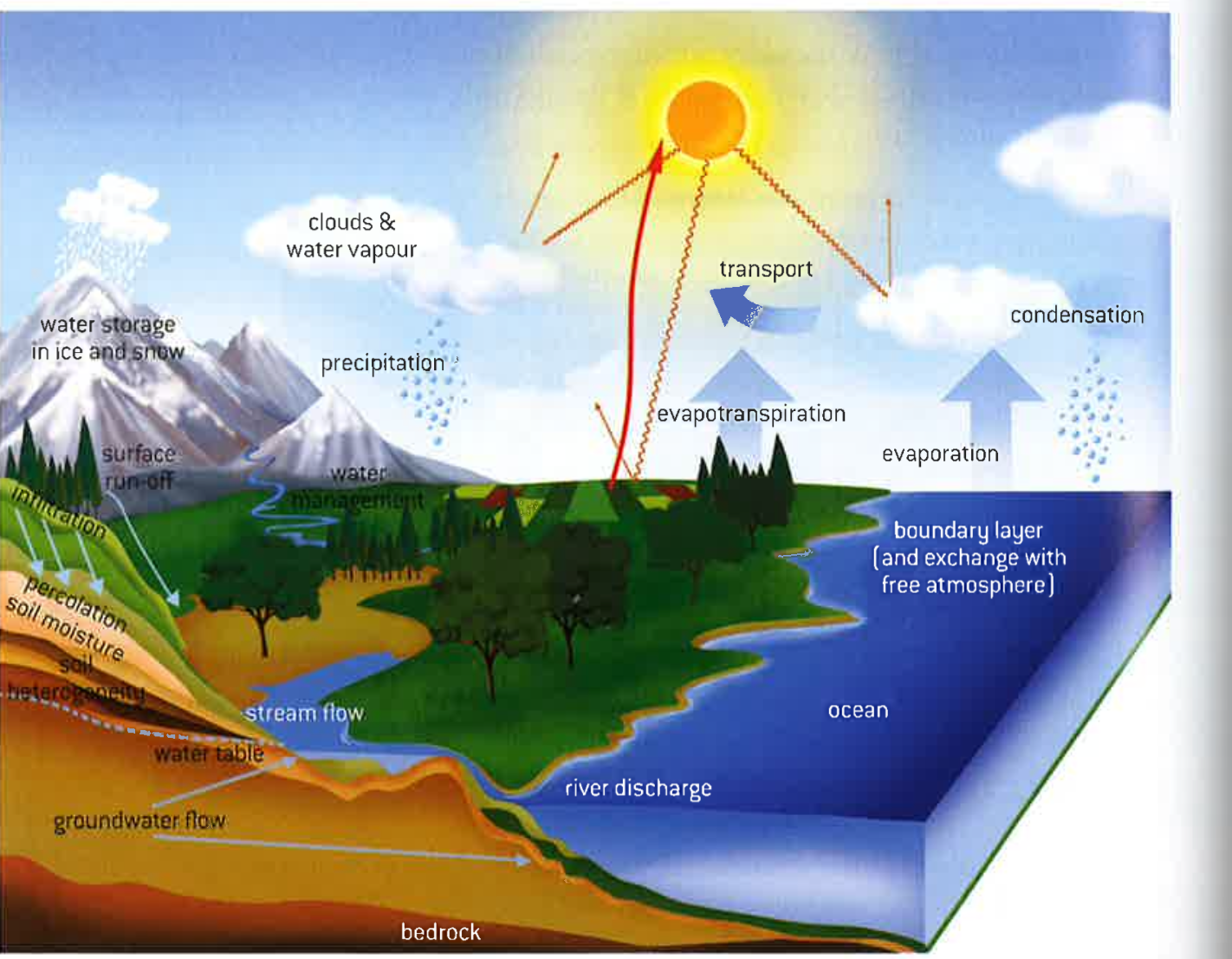 <ul><li><p>stage 1: evaporation</p></li><li><p>stage 2: condensation</p></li><li><p>stage 3: precipitation</p></li><li><p>stage 4: infiltration and percolation</p></li><li><p>stage 5: groundwater flow</p></li></ul><p>or</p><ul><li><p>stage 4: surface flow/run off</p></li><li><p>stage 5: evapotranspiration</p></li></ul><p>solar radiation drives the water cycle</p>