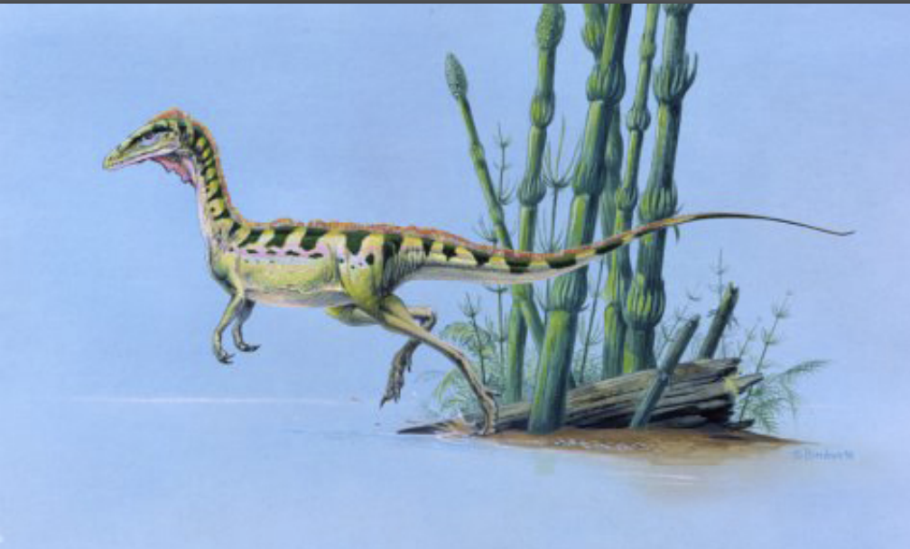 <p>Theropod Saurischian dinosaur</p>