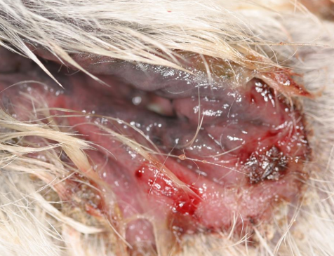 <ul><li><p><strong>Infection of mucocutaneous junctions</strong></p></li><li><p><span style="color: rgb(136, 136, 136);"><strong>Et:</strong> </span>Staph, Superficial</p></li><li><p><span style="color: rgb(136, 136, 136);"><strong>Sig:</strong> </span>GSD predisposed - <strong>LIPS most common</strong><br><span style="color: rgb(136, 136, 136);"><strong>Cs:</strong></span><strong> </strong>swelling, erythema, painful/pruritic, ulceration, fissuring, <strong>depigmentation!!</strong></p><ul><li><p>lips, nose, eyelids</p><ul><li><p>confused with lip fold dermatitis</p></li></ul></li></ul></li><li><p><span style="color: rgb(136, 136, 136);"><strong>Ddx: </strong></span><strong><u>autoimmune disorders, epitheliotropic lymphoma</u></strong></p></li><li><p><span style="color: rgb(136, 136, 136);"><strong>Tx: </strong></span>oral antibiotics</p><ul><li><p>slow response, relapses common</p></li></ul></li></ul><p></p>