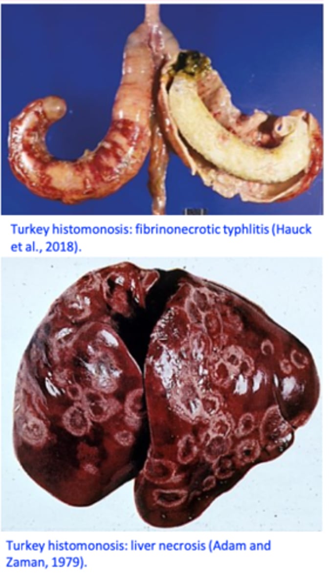 <p>Hosts: many galliform birds</p><p>Severely affected: turkeys chickens</p><p>• Location: commonly in caeca and liver</p>