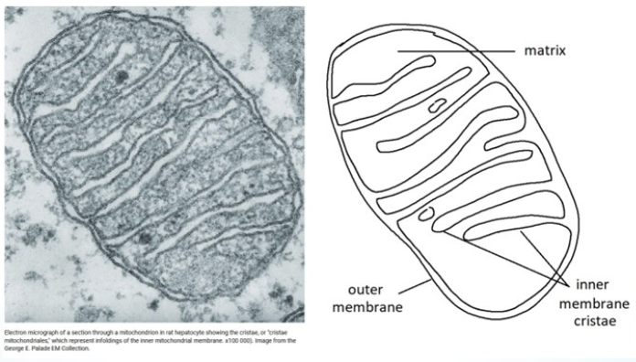 <ul><li><p>double membrane</p></li><li><p>compartment of enzymes and substrates of the Krebs cycle in the matrix</p></li><li><p>cristae of inner membrane</p></li></ul><p></p>