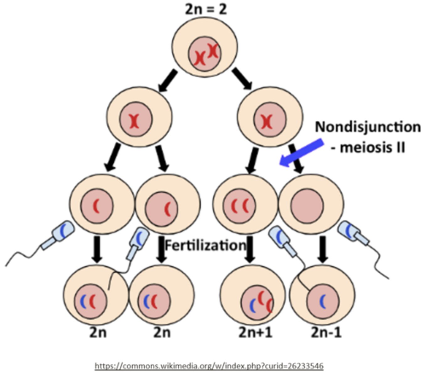 <p>n, n, n+1, n-1</p>