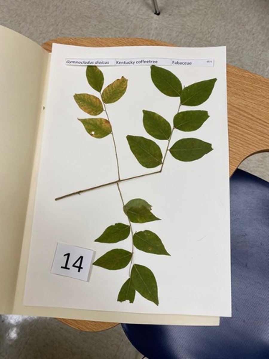 <p>Gymnocladus dioicus (Fabaceae)</p>