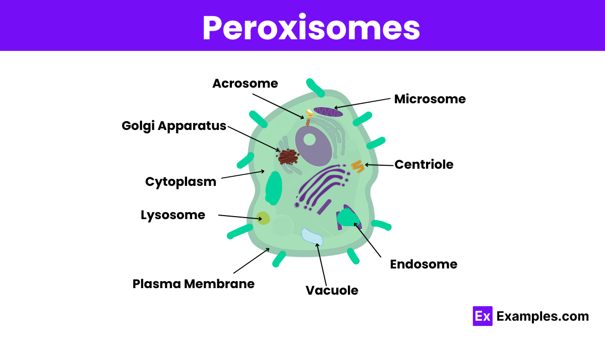 <p>Responsible for oxidizing and breaking down fatty acids/amino acids, and detoxifies poisons</p>