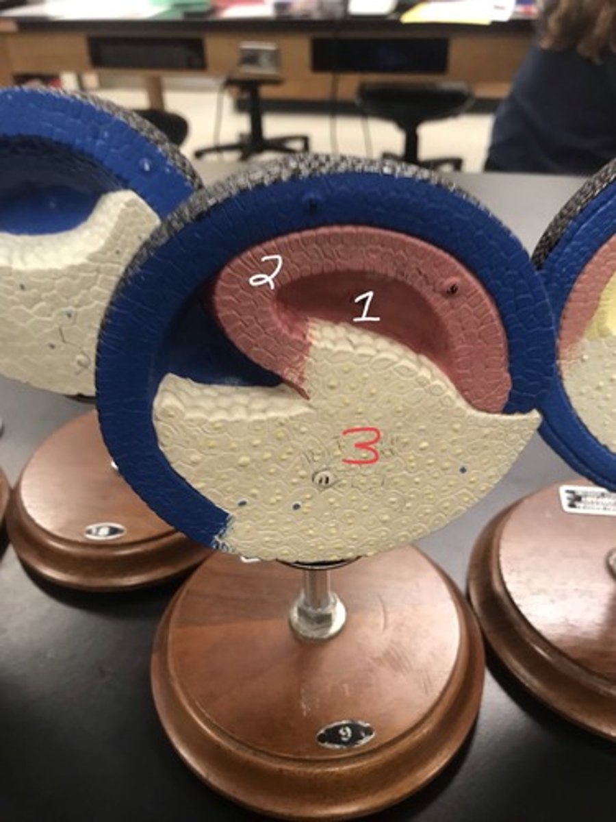 <p>For the following model, give the following:</p><p>1) stage of embryonic development</p><p>2) structures in numerical order</p>