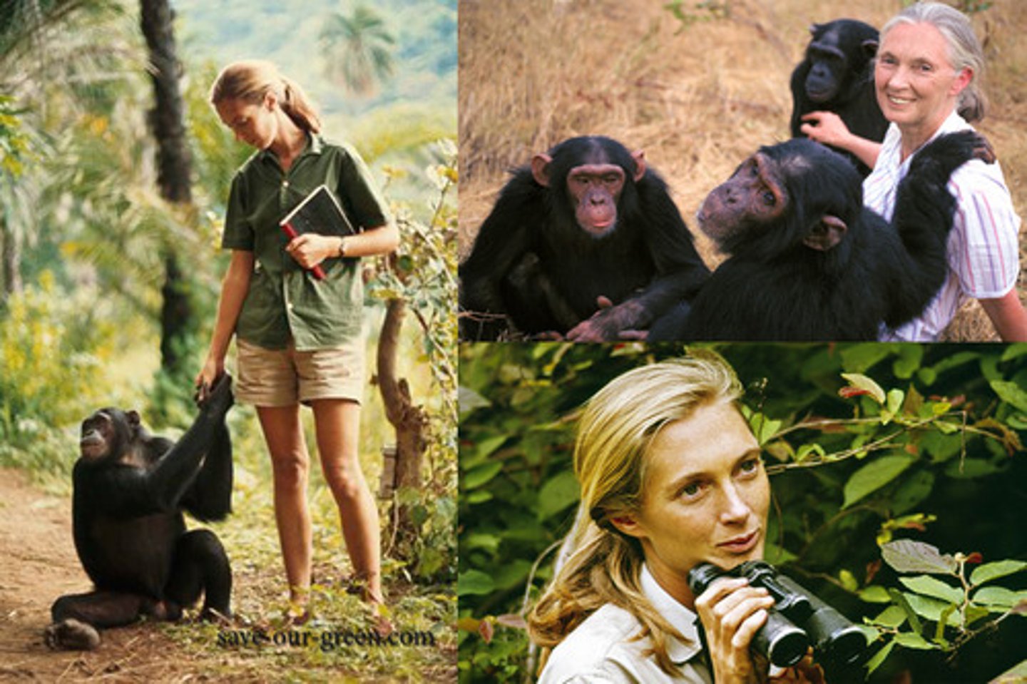 <p>made a career of conducting naturalistic observations of chimpanzee behavior</p>