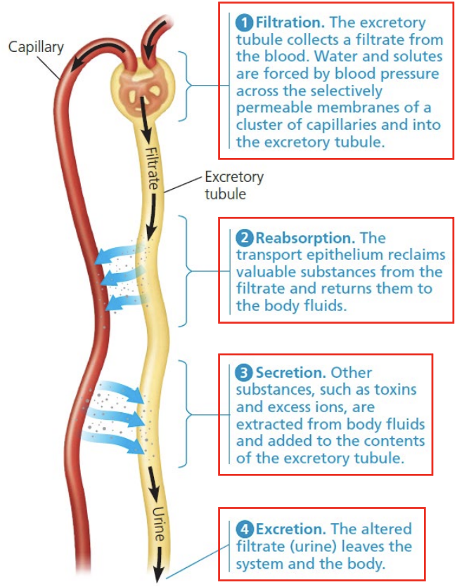 <ul><li><p>Filtration, reabsorption, secretion and excretion</p></li></ul>