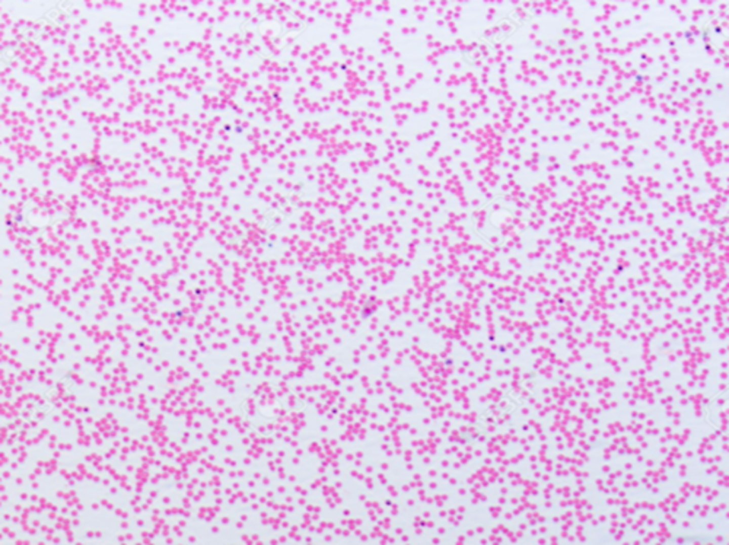 <p>name the tissue</p>
