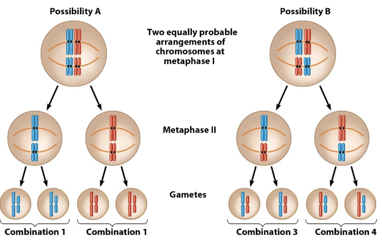 <p>The fusion of two haploid gametes from two parents to form a new individual genetically different from either parent (vertical transmission)</p><p>Generates genetic diversity through independent assortment and recombination</p>