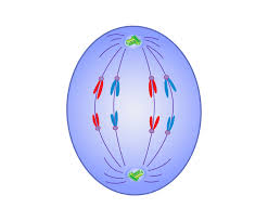 <p>The stage in which<span style="font-family: Roboto, Arial, sans-serif"> the chromosomes move away from one another to opposite poles of the spindle.</span></p>