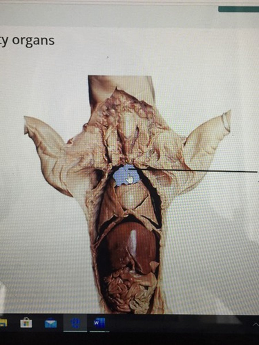 knowt flashcard image