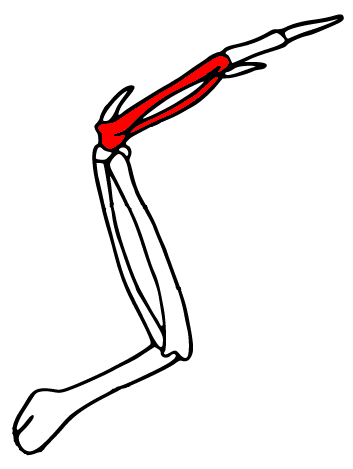 <p>The 3 distal carpal bones will fuse with the metacarpals to form the Carpometacarpus in birds.</p><p>(rigid unit that strengthens the wing).</p>