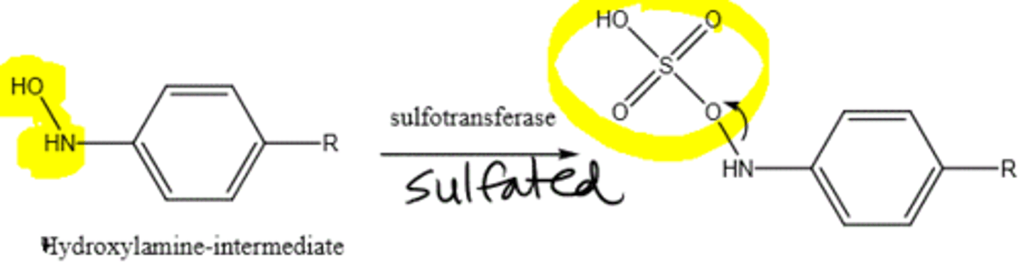<p>MOSTLY WITH PHENOLS; common in children</p><p>adds SO3- to phenol</p>