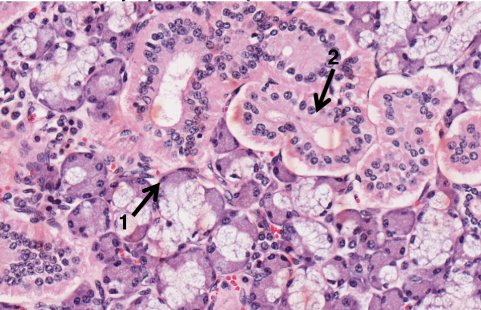 <p>What does 1 represent in the salivary gland?</p>