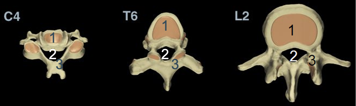 <p>wervelgat (waarin ruggenmerg/medulla spinalis ligt) (2)</p>