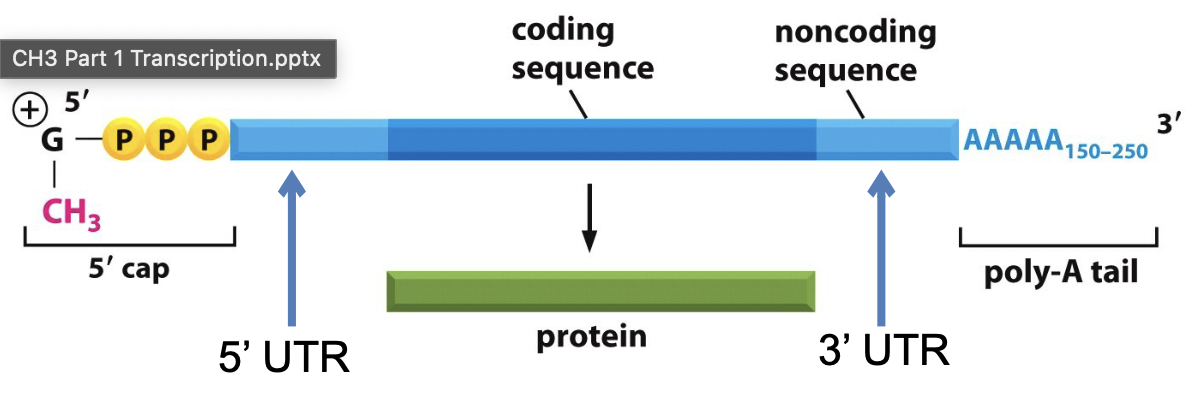 <ul><li><p>5’ cap</p></li><li><p>5’ UTR</p></li><li><p>Coding sequence</p></li><li><p>3’UTR</p></li><li><p>poly-A tail</p></li></ul><p></p>