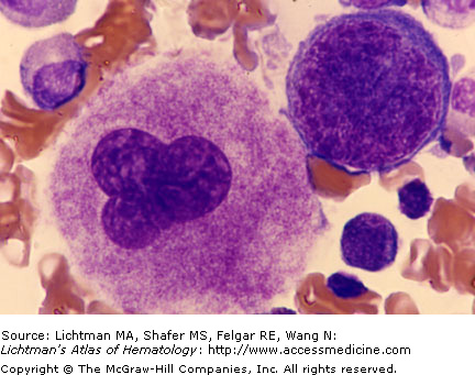 <p>a. Megakaryocyte</p><p>Megakaryocytes are typically the largest hematopoietic cell in the bone marrow</p>