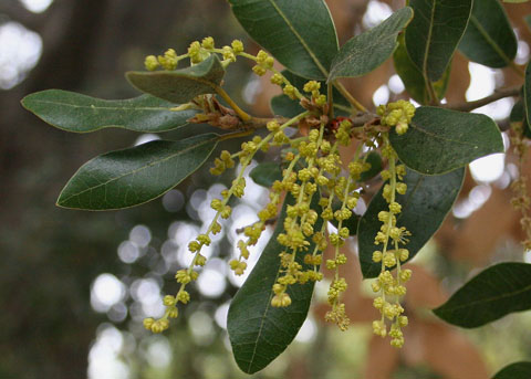 <p>Name this tree (scientific + common name)</p>