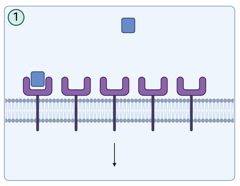 <p>There is initial low concentrations that evoke limited response. There is low receptor occupancy and poor response</p><p></p>