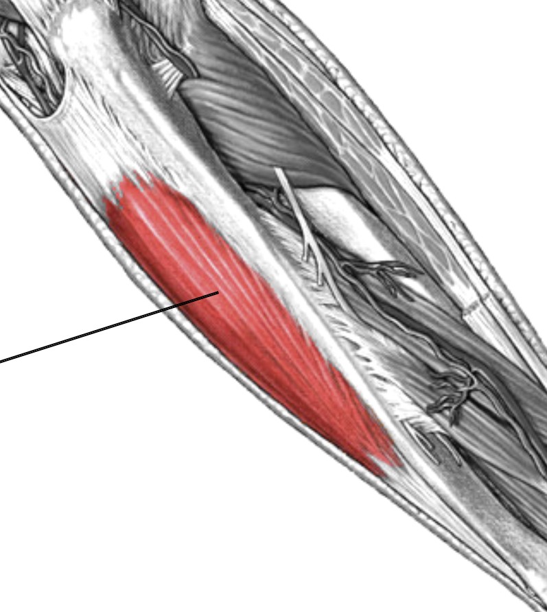 <p>Which muscle of the forearm is:</p><ul><li><p>Posterior border of ulna, medial to flexor carpi radialis</p></li><li><p>Action: flex &amp; adducts wrist</p></li><li><p>Nerve: Ulnar</p></li></ul><p></p>