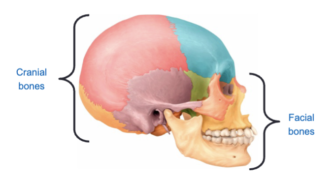 <p>Cranial cavity bones and facial bones</p>