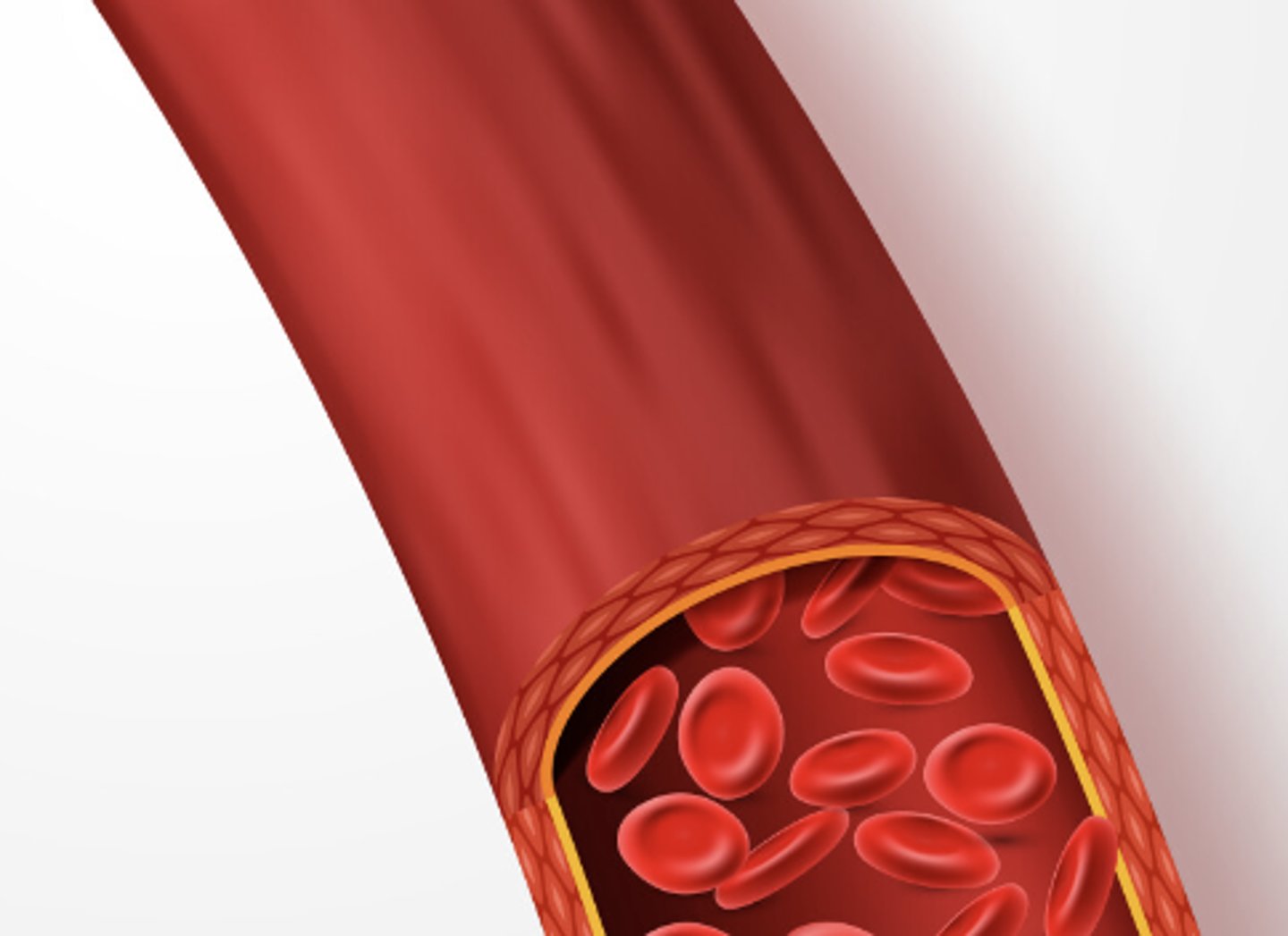 <p>a tubular (pipe-shaped) structure carrying blood that connects the heart to the rest of your body (e.g. a vein, artery, or capillary)</p>