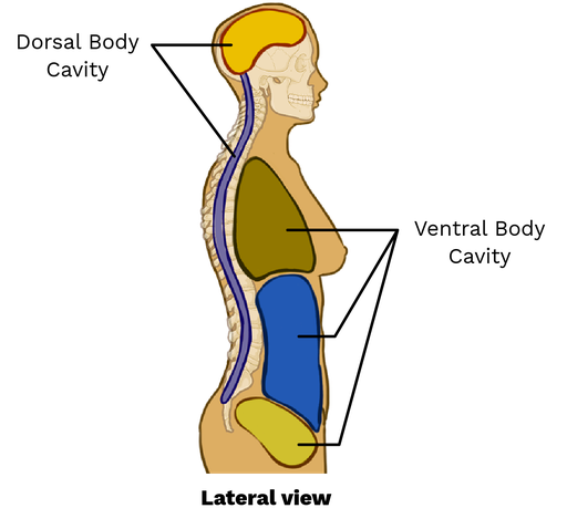 <p><strong>viscera</strong> - internal organs</p>