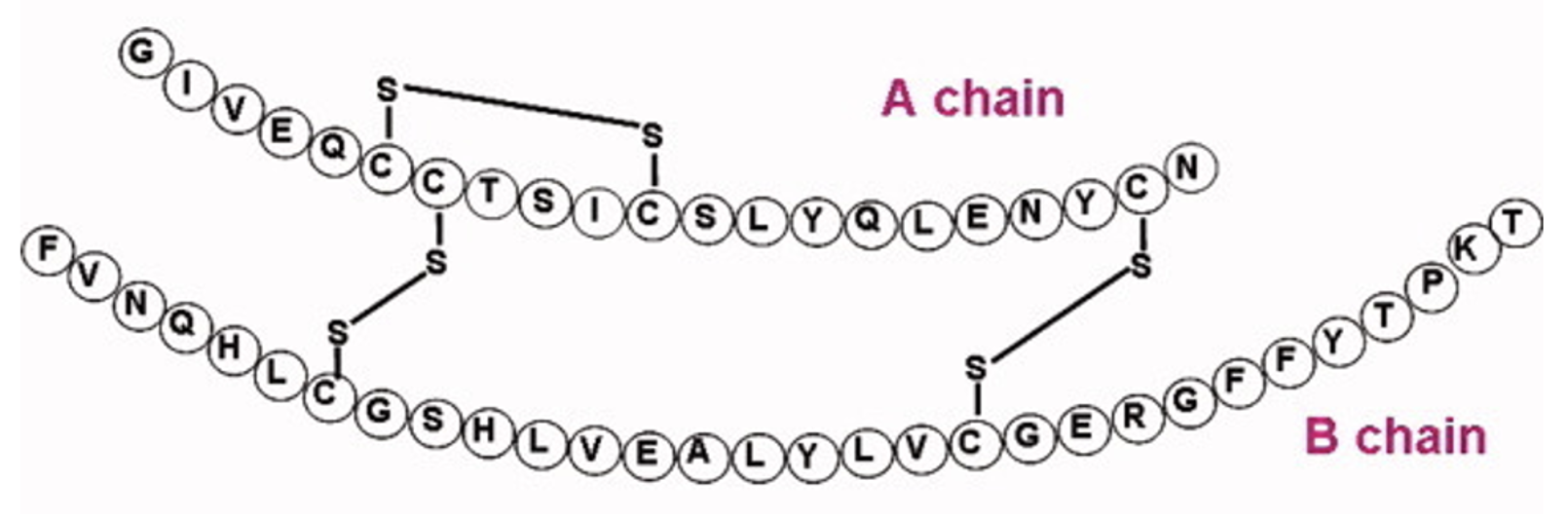 <p>The primary structure of insulin is shown below. How many amino acids with a negatively charged side chain does insulin contain?</p>