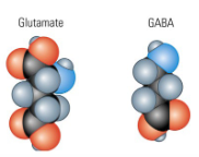 <p>It is formed by a simple modification of the <span style="color: red">glutamate </span>molecule (Parmesan cheese, seaweed, miso soup, mushrooms).</p><ul><li><p>in forebrain and cerebellum: <span style="color: red">Glutamate </span>main <span style="color: red">excitatory </span>&amp; <span style="color: #0dfaf6">GABA </span>main <span style="color: #02e2ff">inhibitory </span>transmitter</p></li><li><p>in brainstem and spinal cord: <span style="color: #0efbfe">Glycine </span>more common <span style="color: #06d9fe">inhibitory </span>transmitter. </p></li></ul><p></p>
