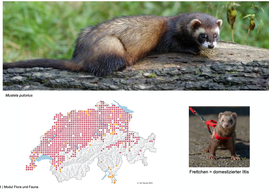 <p><strong>Biologie</strong></p><ul><li><p>Fleischfresser, mehr Sammler als Jäger. Hauptnahrung sind Amphibien, die beim Herumstöbern erbeutet werden</p></li><li><p>Einzelgänger, nomadisch, dämmerungs- und nachtaktiv</p></li><li><p>Paarungszeit: Februar-August, nach einer Tragzeit von 6 Wochen werden 3-6 Jungen geboren</p></li><li><p>Im Winter schränken sie die Aktivität stark ein und zehren von ihren Körperfettvorräten. Ruhen die meiste Zeit in einem trockenen Versteck, oft in Gebäuden. Fressen was in der Nähe ist, Mäuse, Hühnereier, Katzenfutter.</p></li></ul><p class="p1"><strong>Vorkommen</strong></p><p class="p1"><span style="line-height: normal;"><span>− </span></span>Deckungsreicher Wald, sumpfige Gebiete, auch im Siedlungsraum. Tieflandart, höchstgelegene Nachweise aus 1600 m ü.M. Keine Vorkommen auf der Alpensüdseite.</p>
