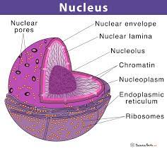 <p>A netlike array of protein filaments that lines the inner surface of the nuclear envelope and helps maintain the shape of the nucleus. </p>