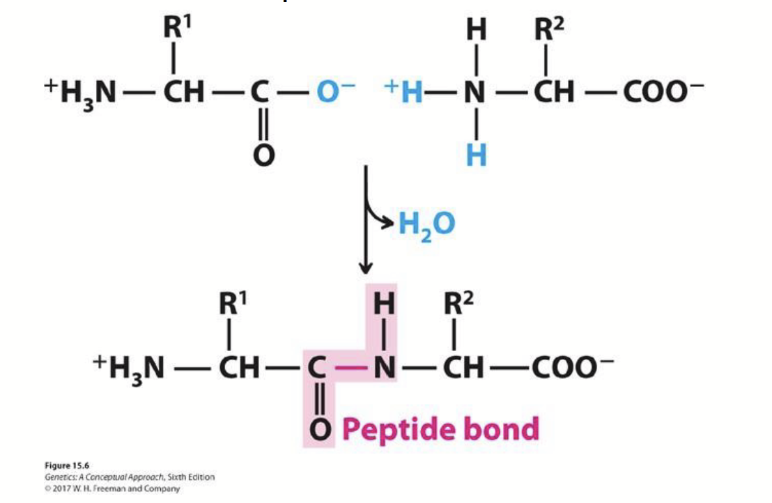 <p>How amino acids are joined. The carboxyl group of one amino acid is covalently attached to the amino group of the next amino acid with the expulsion of H<sub>2</sub>O.</p>