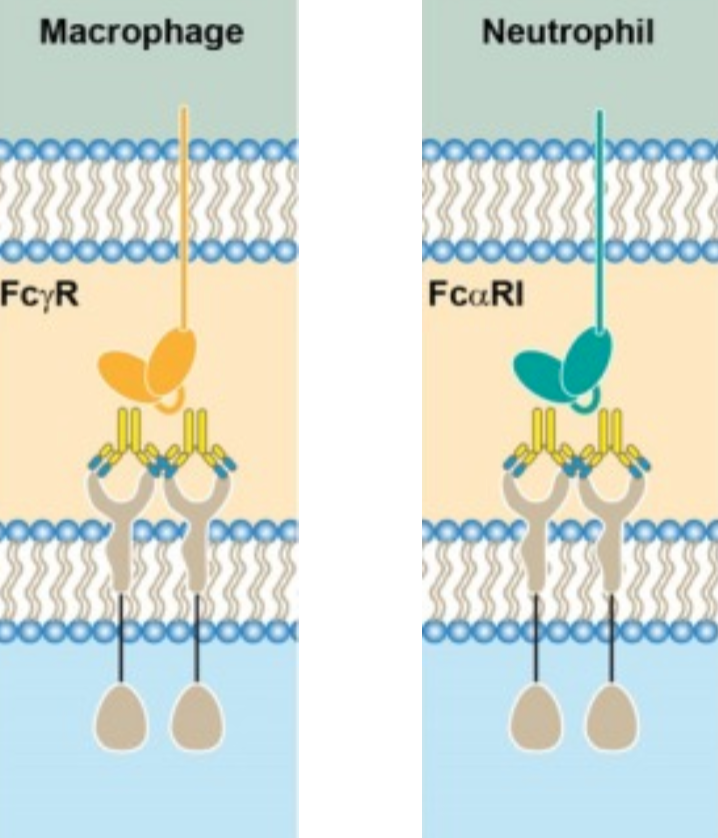 <p>What is antibody-dependent cellular phagocytosis (ADCP)?</p>