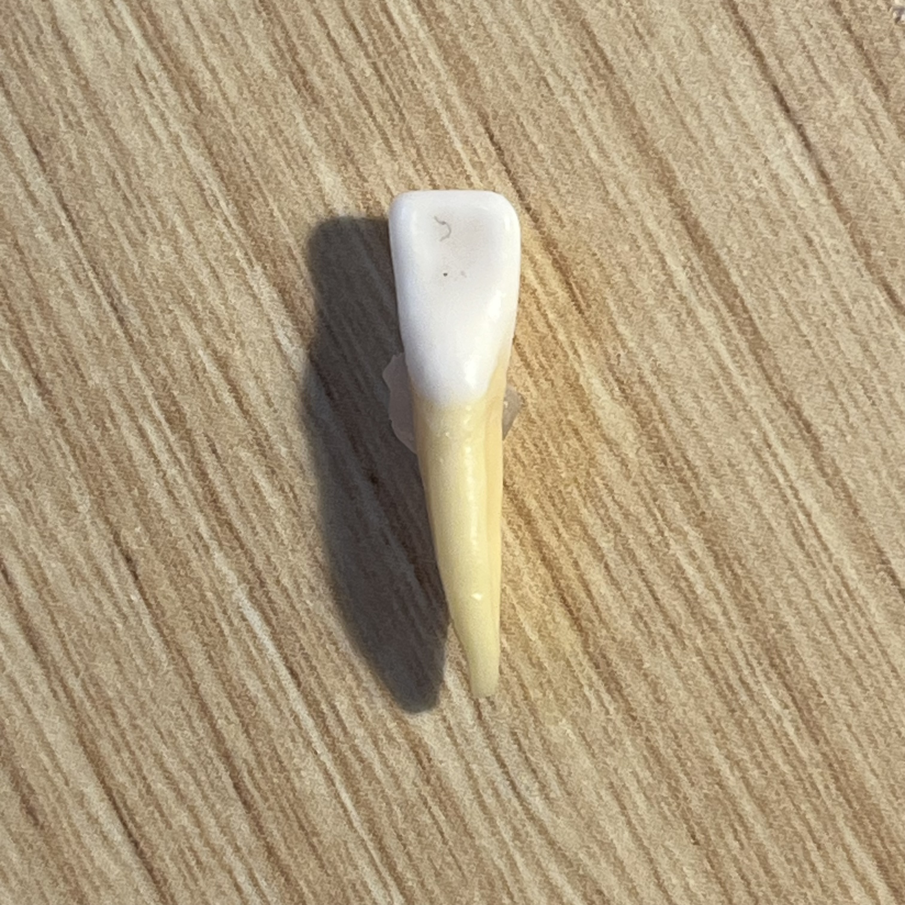 <p>What tooth is this (with view)?</p>